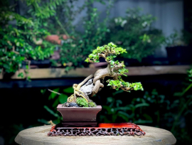 My Bonsai (P2)