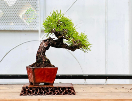 My Bonsai (P2)