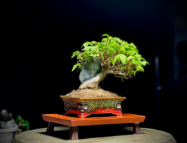 My Bonsai (P2)