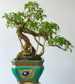 Cây sanh bonsai mini già cây rất liền lạc