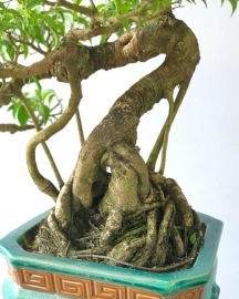 Cây sanh bonsai mini già cây rất liền lạc