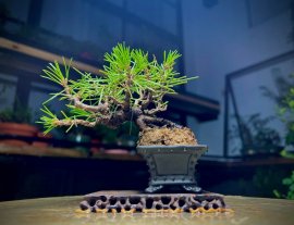 Thông Đen Mikawa Siêu Mini