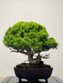Itoigawa shimpaku ( tùng Nhật dòng Itoigawa)