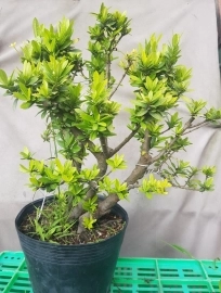 Chuyên sản xuất nhiều loại bonsai mini