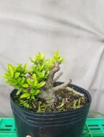 Chuyên sản xuất nhiều loại bonsai mini