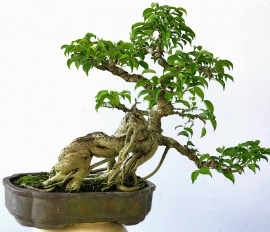 Sanh bonsai mini bàn trà cây rất già