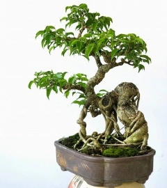 Sanh bonsai mini bàn trà cây rất già