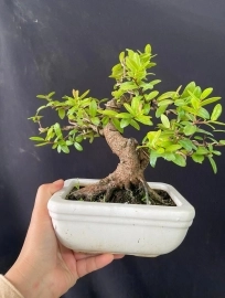 Hải châu mini già nét