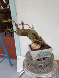 Lộc vừng giao lưu