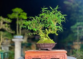 TP Trúc Bonsai mini bàn trà