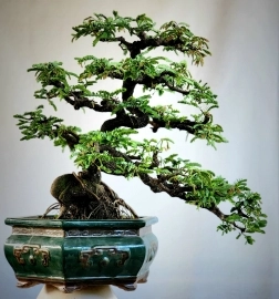 Cây me đọt đỏ bonsai lâu năm tay cành thuộc