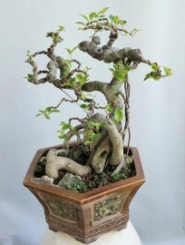 Cây si búp đỏ Bonsai