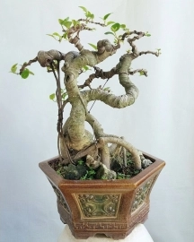 Cây si búp đỏ Bonsai