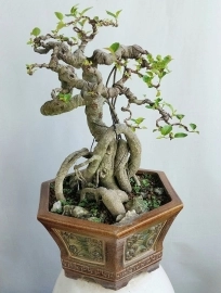 Cây si búp đỏ Bonsai