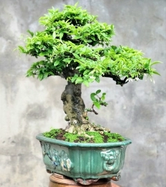 Bonsai Mai chiếu thủy mini siêng hoa