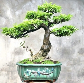 Bonsai Mai chiếu thủy mini siêng hoa