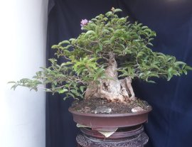 Em là Bằng Lăng Ổi...