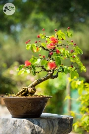 Tên Bonsai, hoa, cây cảnh...