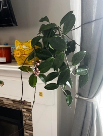 Beautiful hoya plant with flowers in the cup