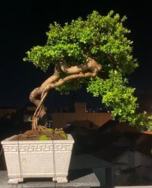 Scopolia nana bonsai tree