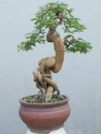 Cây me bonsai mini để bàn