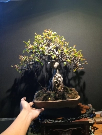 Cây si bonsai