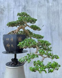 Sam núi thác đổ hàng khai thác, chi dăm già sạch kẽm