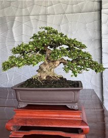 Sam núi trái khai thác cốt đặc hoành 30cm, chi cành to lực, sạch kẽm