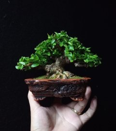 Mai chiếu thủy mini