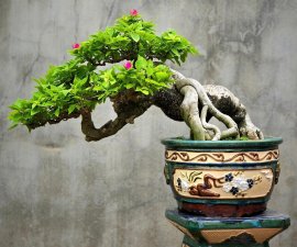 Mature bougainvillea bonsai artwork