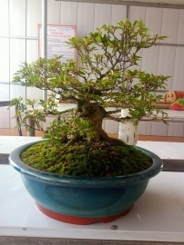 Đỗ Quyên Bonsai