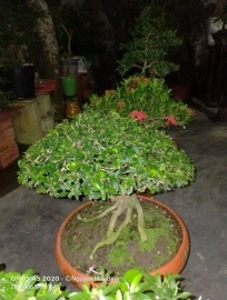 GIẢI MÃ HIỆN TƯỢNG NGHIỆN BONSAI