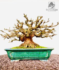 Lực sỹ đến từ sông Hinh