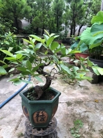 Ổi găng bonsai Gl ae toàn quốc