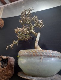 Sam bông 2,5 triệu