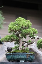Itoigawa shimpaku Japan