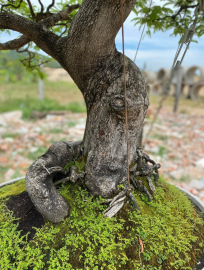 Me già hàng tuyển ạh