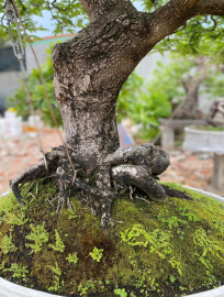 Me già hàng tuyển ạh