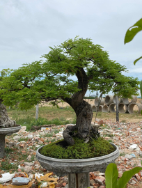 Me già hàng tuyển ạh