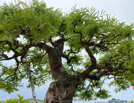 Me già hàng tuyển ạh