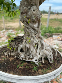 Sanh Quê... chờ chủ mới.