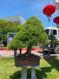 Hải Châu khoe sắc tại triển lãm.!