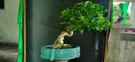 Gl ae giấy mỹ 