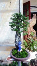 Tác phẩm linh sam 86