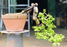 Hải châu mini cầm tay