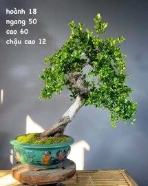 HẢI CHÂU SONG CẦU