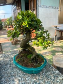 Hải châu mini
