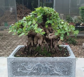 Ficus bonsai tree