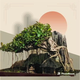 Ficus bonsai artwork