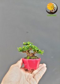 Super mini premna bonsai tree